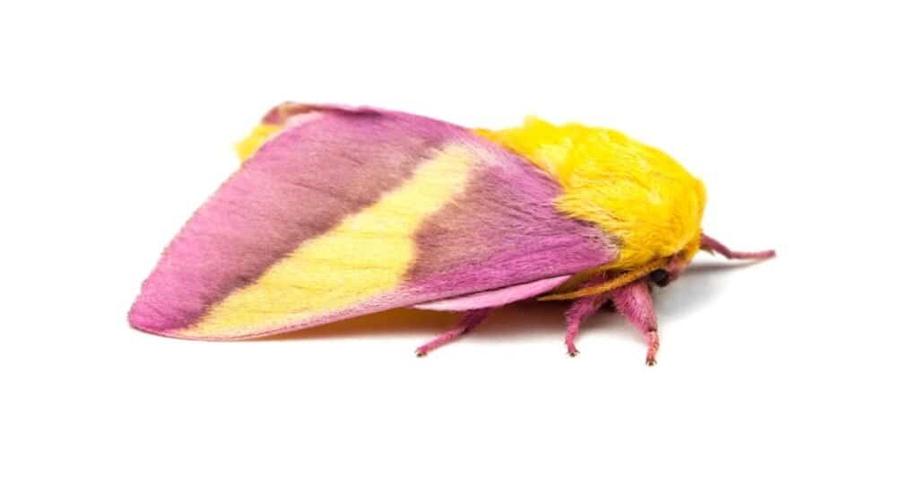 Rosy maple moth