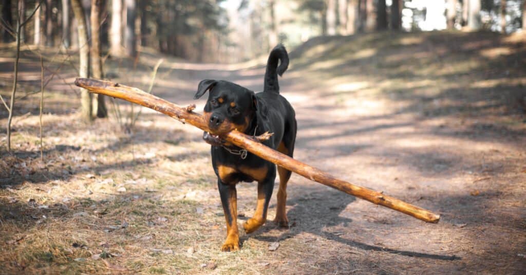 The Top 20 Dog Breeds for Pets in (2022) Rottweiler carrying big tree limb in mouth