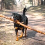 Rottweilers have a fiercely protective nature. 