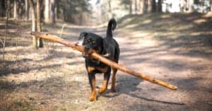 German Rottweiler Vs American Rottweilers: What Are The Differences? Picture