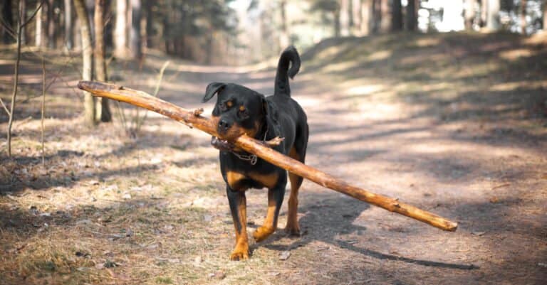 Rottweiler carrying big tree limb in mouth