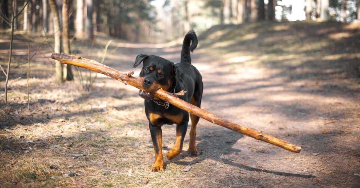 Rottweiler dog with big tree branch in mouth
