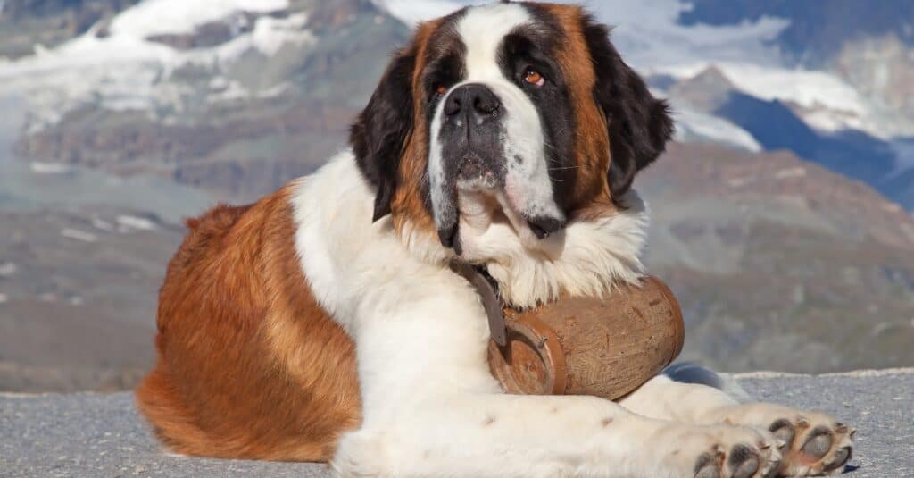 Saint Bernard laying outside in snow