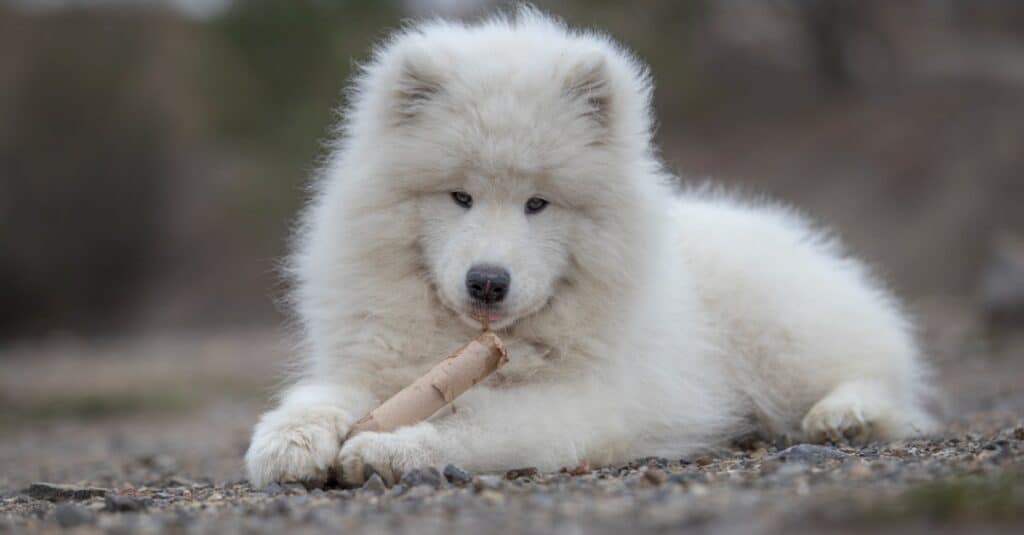 Samoyed puppy chewing on toy