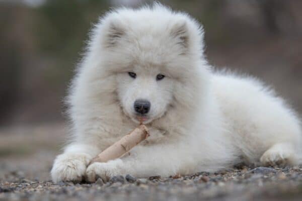 Samoyed dogs have a lifespan of 12-14 years. 