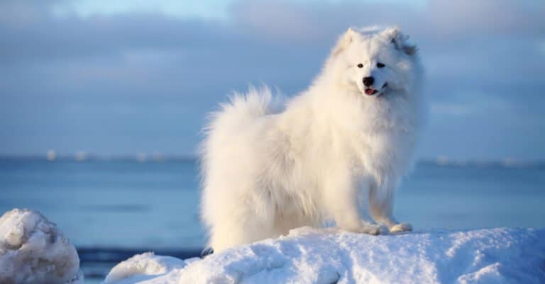 Samoyed standing on top of a snow hill