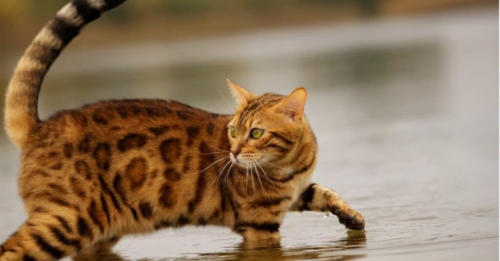 Scariest Cats - Bengal