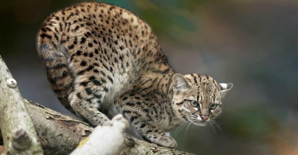 Scariest Cats - Geoffroys Cat