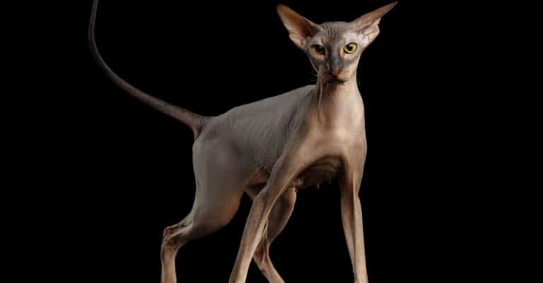 Scariest Cats - Peterbald
