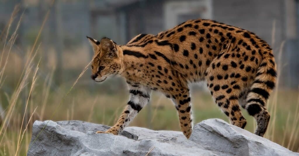 Serval vs. Ocelot: What Are 8 Key Differences? - A-Z Animals