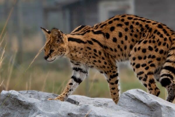 Servals are wild cats and also one of the most aggressive cat breeds, which makes them one of the scariest cats.