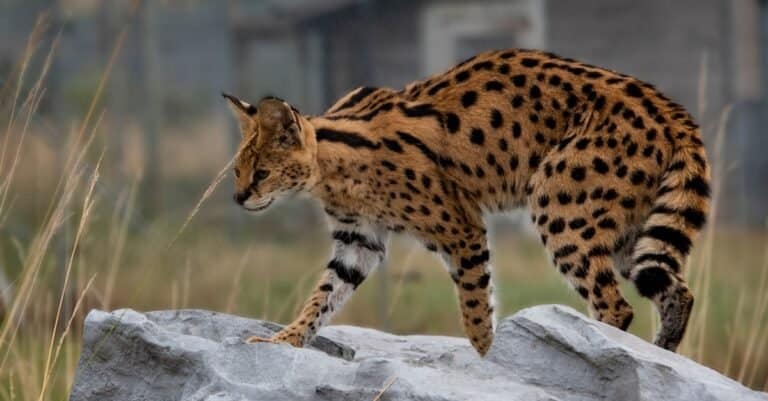 Scariest Cats - Serval
