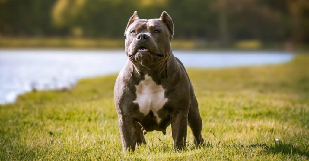 Image of a Pitbull , showcasing its strength. 