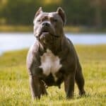 Pit bulls are probably the most feared dogs in the U.S. They're associated with dogfighting, attacking people, and serving as guard dogs for drug dealers.