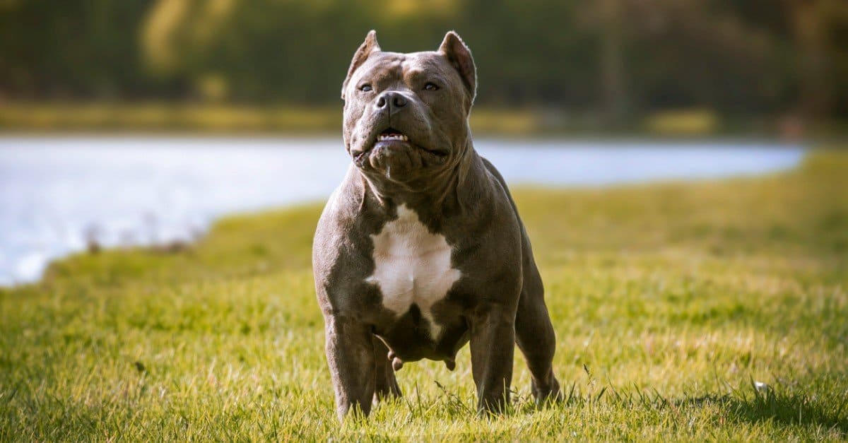 is a pitbull a medium or large breed