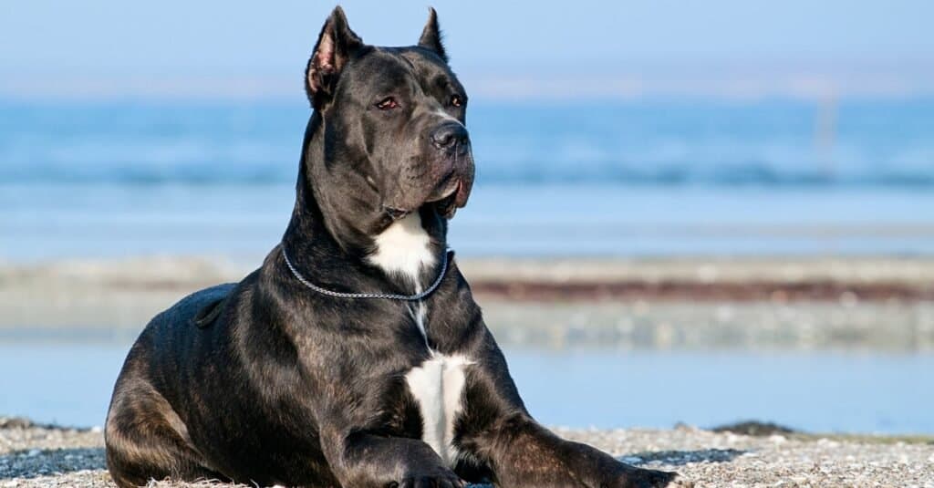 The Cane Corso is considered to be one of the scariest dog breeds because of their size.