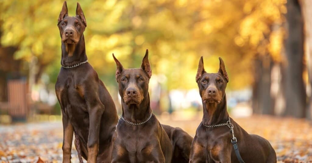 Doberman pinschers were bred as guard dogs