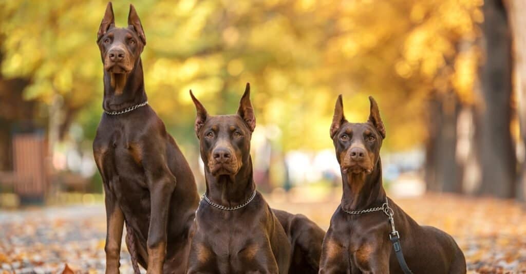 Doberman Pinchers are alert animals that was once primarily used as guard or protection dogs.