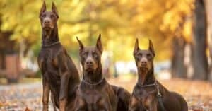 Do Dobermans Shed? Picture