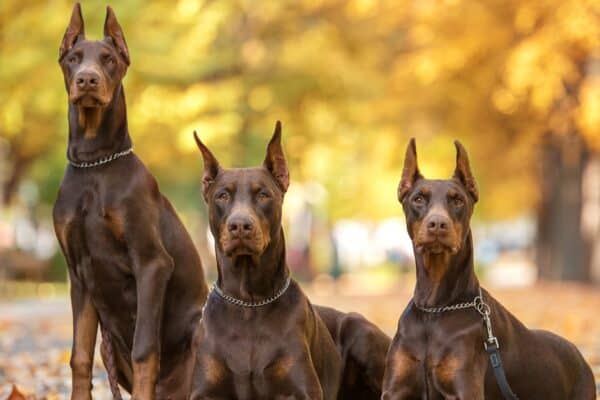 Doberman Pinschers were once common as guard and police dogs, and thus have a reputation of being intimidating and aggressive, especially towards strangers.
