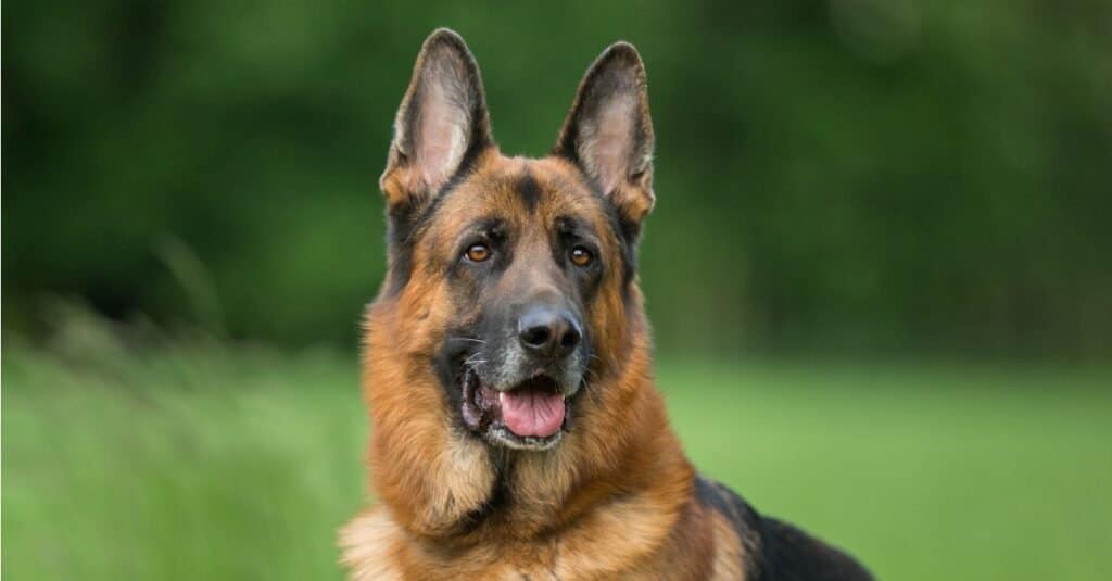 German shepherds are also called police dogs because so many of them have been used as canine officers.