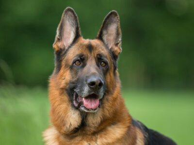 A Belgian Malinois vs German Shepherd: The 6 Main Differences Explained