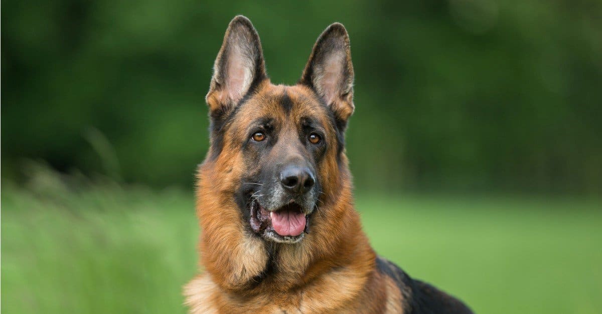 Belgian Malinois vs German Shepherd: The Top 6 Differences Explained