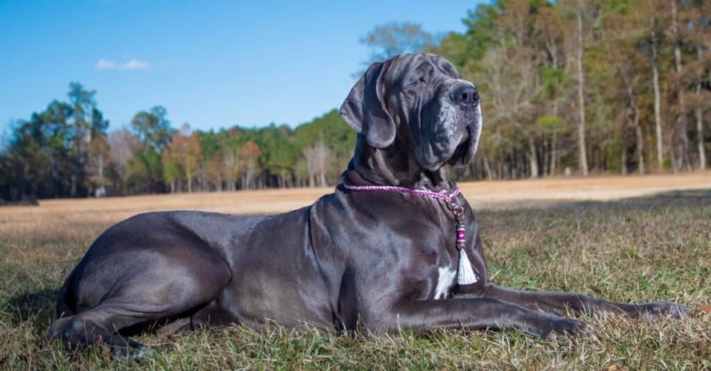 do great danes live 7 years