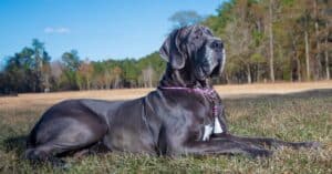 What Kind of Dog Is Marmaduke? Breed Information, Pictures, and Facts Picture