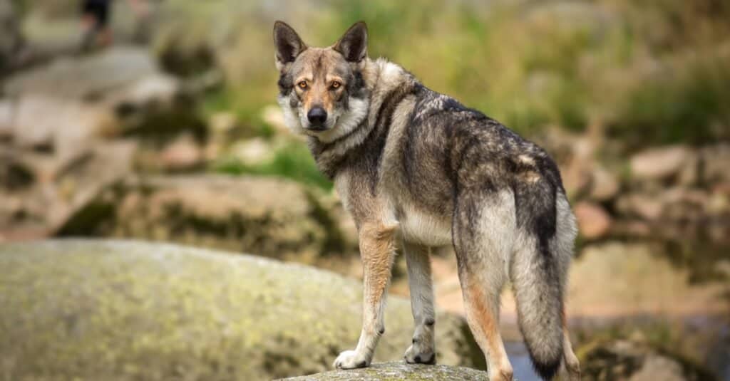 Saarloos Wolfdog