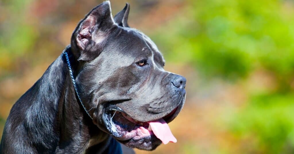 are cane corso dogs vicious