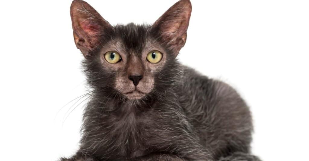 Scariest cat - Lykoi