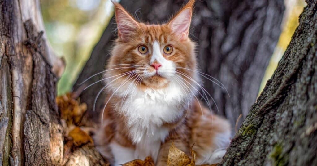 Scariest cat - Maine Coon