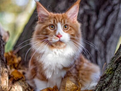 A Maine Coon Quiz: What Do You Know?