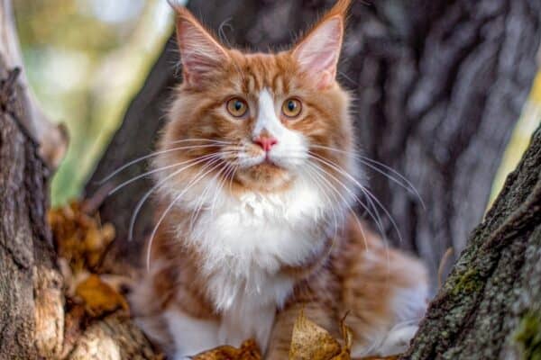 Maine coon kitten sitting on a tree in the forest. The size of these cats make them one of the scariest cats around.