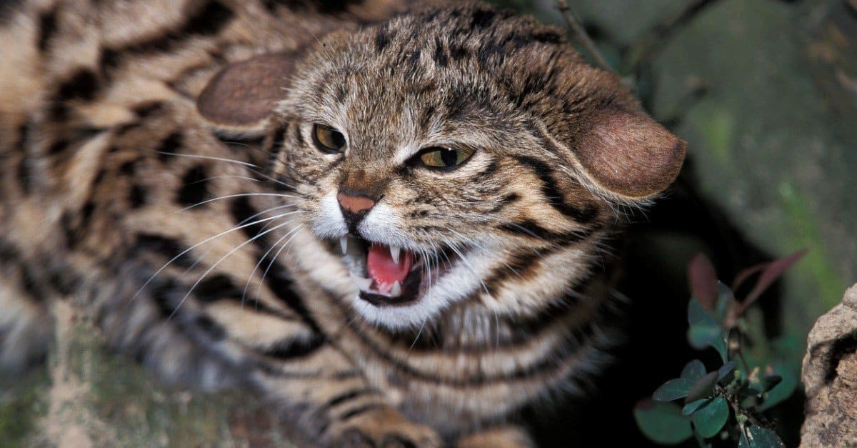 Top 10 Scariest Cats AZ Animals