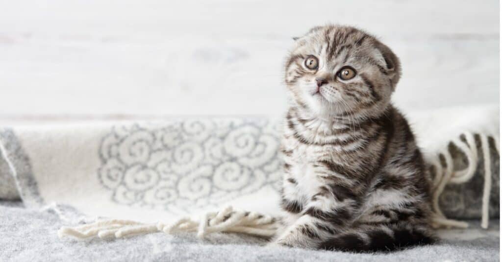 Scottish Fold kitten sitting on folded carpet