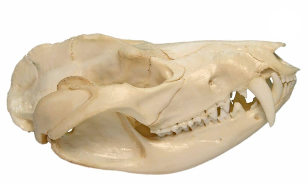 Virginia Opossum Skull 