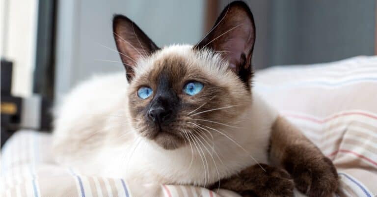 Siamese laying down on bed
