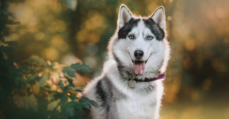 Siberian Husky sitting by bushes with tongue out