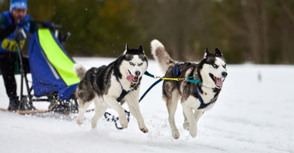 Siberian huskies pulling sled