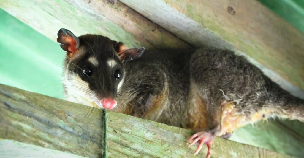 Silver Animals - Gray Four-Eyed Opossum