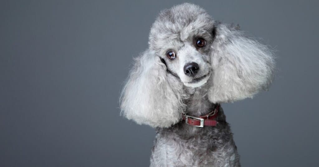 A silver gray poodle in a leather collar