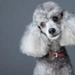 A beautiful small gray poodle with red leather collar. These silver animals are born with black fur and later turn gray.