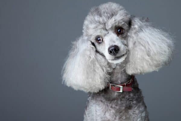 A beautiful small gray poodle with red leather collar. These silver animals are born with black fur and later turn gray.