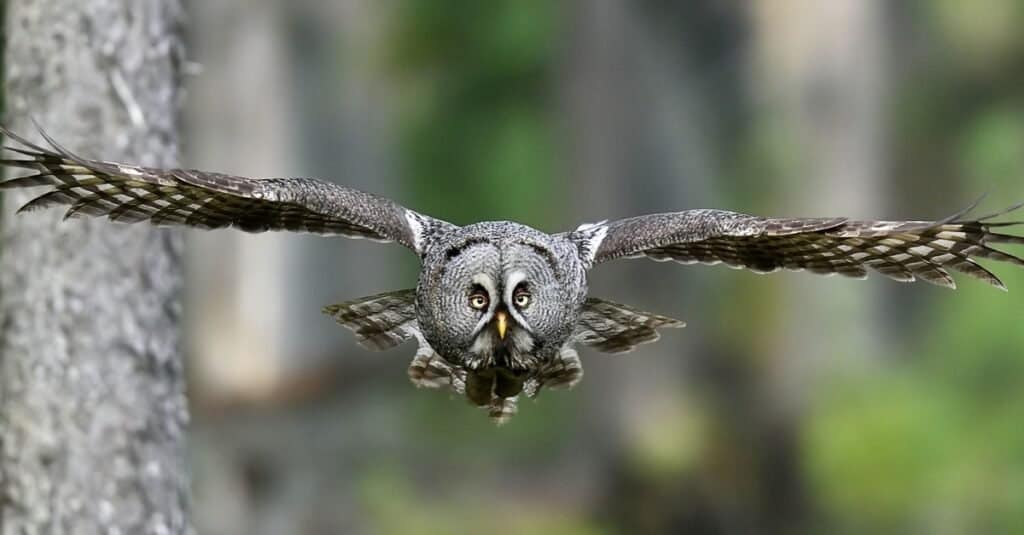 A Great Gray Owl, its wings spread, center frame, flying directly toward, and looking straight at the camera The owl itself is mostly varying shades of grey with whit accents, A grey tree trunk is seen left frame. indistinct blurry green background. 