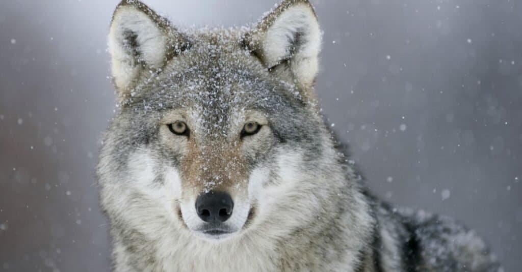 wolves in yellowstone