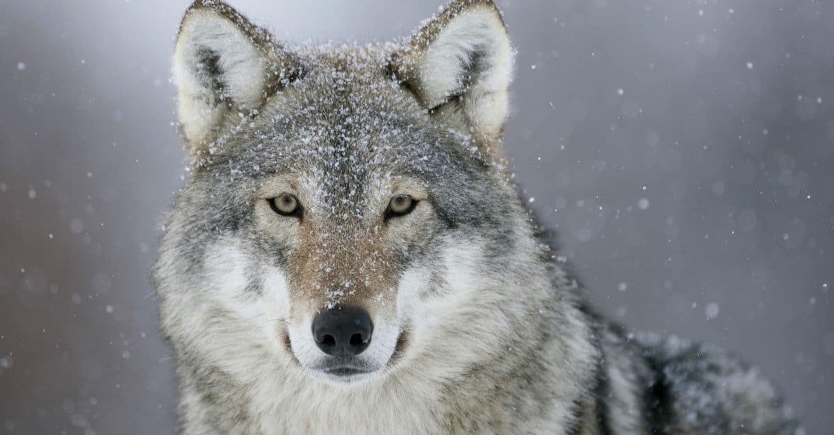 Silver Animals - Grey Wolf