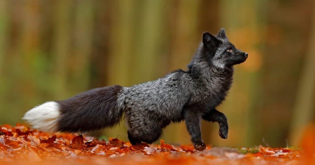 Silver Fox Facts: Animals of North America - WorldAtlas