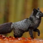 A silver fox is actually a red fox with a layer of grey or silver hair. These silver animals are very rare.